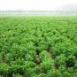 Stevia Rebaudiana, Candyleaf Sugarleaf Seed 300 PCS, Sweet Leaf Tian Ye Ju