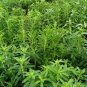 Stevia Rebaudiana, Candyleaf Sugarleaf Seed 300 PCS, Sweet Leaf Tian Ye Ju
