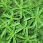 Stevia Rebaudiana, Candyleaf Sugarleaf Seed 300 PCS, Sweet Leaf Tian Ye Ju