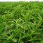 Stevia Rebaudiana, Candyleaf Sugarleaf Seed 300 PCS, Sweet Leaf Tian Ye Ju