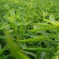Stevia Rebaudiana, Candyleaf Sugarleaf Seed 300 PCS, Sweet Leaf Tian Ye Ju