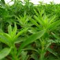 Stevia Rebaudiana, Candyleaf Sugarleaf Seed 300 PCS, Sweet Leaf Tian Ye Ju
