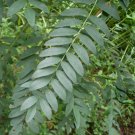 Sophora Flavescens, Shrubby Sophora Seed 1000 PCS, Bitter Ginseng Ku Shen