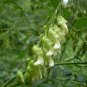Sophora Flavescens, Shrubby Sophora Seed 1000 PCS, Bitter Ginseng Ku Shen