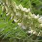 Sophora Flavescens, Shrubby Sophora Seed 1000 PCS, Bitter Ginseng Ku Shen
