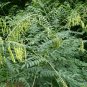 Sophora Flavescens, Shrubby Sophora Seed 1000 PCS, Bitter Ginseng Ku Shen