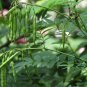 Sophora Flavescens, Shrubby Sophora Seed 1000 PCS, Bitter Ginseng Ku Shen