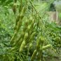 Sophora Flavescens, Shrubby Sophora Seed 1000 PCS, Bitter Ginseng Ku Shen