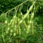 Sophora Flavescens, Shrubby Sophora Seed 1000 PCS, Bitter Ginseng Ku Shen