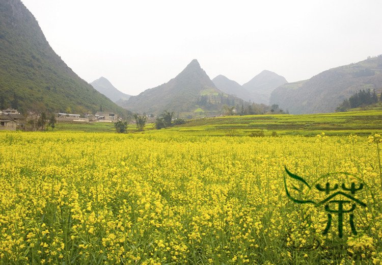 Sinapis Alba, White Mustard Seed 5000 PCS, Bai Jie