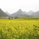 Sinapis Alba, White Mustard Seed 5000 PCS, Bai Jie