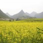Sinapis Alba, White Mustard Seed 5000 PCS, Bai Jie