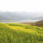 Sinapis Alba, White Mustard Seed 5000 PCS, Bai Jie