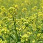 Sinapis Alba, White Mustard Seed 5000 PCS, Bai Jie