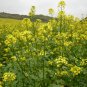 Sinapis Alba, White Mustard Seed 5000 PCS, Bai Jie