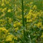 Sinapis Alba, White Mustard Seed 5000 PCS, Bai Jie