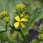 Sinapis Alba, White Mustard Seed 5000 PCS, Bai Jie