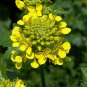 Sinapis Alba, White Mustard Seed 5000 PCS, Bai Jie