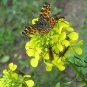 Sinapis Alba, White Mustard Seed 5000 PCS, Bai Jie