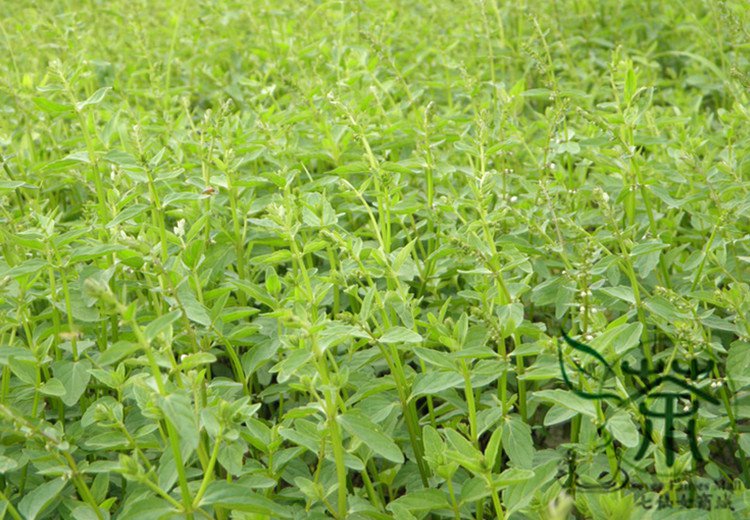 Scutellaria Barbata, Barbed Skullcap Seed 5000 PCS, Ban Zhi Lian