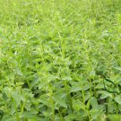 Scutellaria Barbata, Barbed Skullcap Seed 5000 PCS, Ban Zhi Lian
