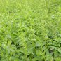 Scutellaria Barbata, Barbed Skullcap Seed 5000 PCS, Ban Zhi Lian