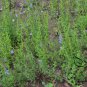Scutellaria Barbata, Barbed Skullcap Seed 5000 PCS, Ban Zhi Lian