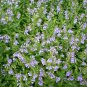 Scutellaria Barbata, Barbed Skullcap Seed 5000 PCS, Ban Zhi Lian