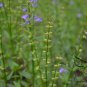Scutellaria Barbata, Barbed Skullcap Seed 5000 PCS, Ban Zhi Lian