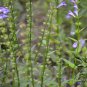 Scutellaria Barbata, Barbed Skullcap Seed 5000 PCS, Ban Zhi Lian