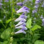 Scutellaria Barbata, Barbed Skullcap Seed 5000 PCS, Ban Zhi Lian