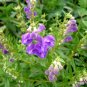 Scutellaria Baicalensis, Baikal Skullcap Seed 5000 PCS, Huang Qin