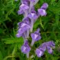 Scutellaria Baicalensis, Baikal Skullcap Seed 5000 PCS, Huang Qin