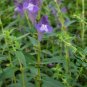 Scutellaria Baicalensis, Baikal Skullcap Seed 5000 PCS, Huang Qin