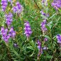 Scutellaria Baicalensis, Baikal Skullcap Seed 5000 PCS, Huang Qin