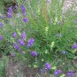 Scutellaria Baicalensis, Baikal Skullcap Seed 5000 PCS, Huang Qin