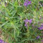 Scutellaria Baicalensis, Baikal Skullcap Seed 5000 PCS, Huang Qin