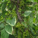 Schisandra Chinensis, Magnolia-vine Seed 500 PCS, Wu Wei Zi