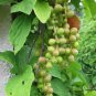 Schisandra Chinensis, Magnolia-vine Seed 500 PCS, Wu Wei Zi