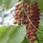 Schisandra Chinensis, Magnolia-vine Seed 500 PCS, Wu Wei Zi