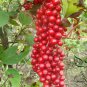 Schisandra Chinensis, Magnolia-vine Seed 500 PCS, Wu Wei Zi