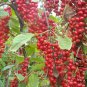 Schisandra Chinensis, Magnolia-vine Seed 500 PCS, Wu Wei Zi