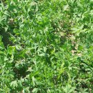 Saposhnikovia Divaricata, Siler Bangpung Seed 1000 PCS, Fang Feng
