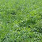 Saposhnikovia Divaricata, Siler Bangpung Seed 1000 PCS, Fang Feng