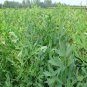 Saposhnikovia Divaricata, Siler Bangpung Seed 1000 PCS, Fang Feng