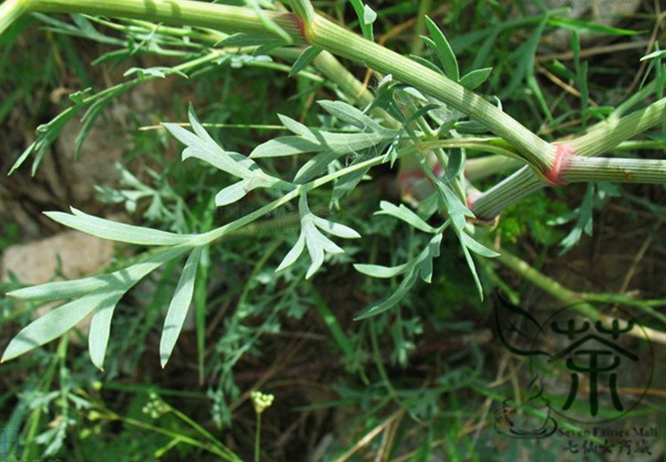 Saposhnikovia Divaricata, Siler Bangpung Seed 1000 PCS, Fang Feng