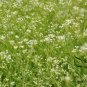 Saposhnikovia Divaricata, Siler Bangpung Seed 1000 PCS, Fang Feng