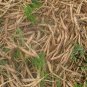 Saposhnikovia Divaricata, Siler Bangpung Seed 1000 PCS, Fang Feng