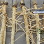 Saposhnikovia Divaricata, Siler Bangpung Seed 1000 PCS, Fang Feng