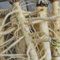 Saposhnikovia Divaricata, Siler Bangpung Seed 1000 PCS, Fang Feng